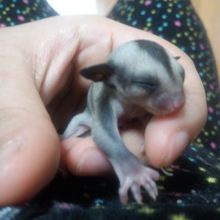 フクロモモンガベビー