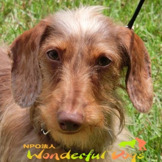 元気いっぱい！甘えん坊な男の子　ジョン・カーター君／推定２歳