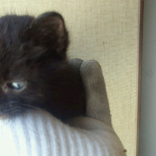 手のひらサイズの甘えん坊