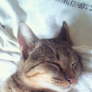 5ヶ月です！里親大募集！！