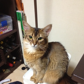 ソマリ1歳♀里親募集