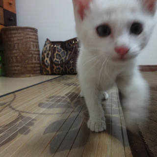 白のかわいい子猫ちゃん