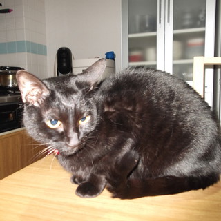 有難うございました