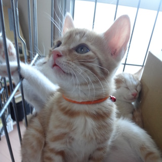 茶トラ【れおん】の里親様募集中！