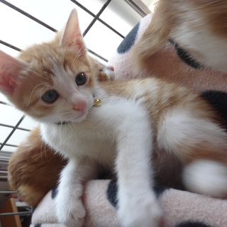 茶白【れん】の里親様募集中！