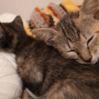 お見合い調整中。