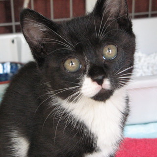 ありがとうございました