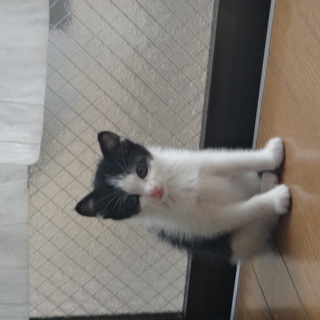 子猫の里親募集中