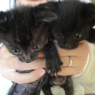 黒地にキジトラです！かわいい！