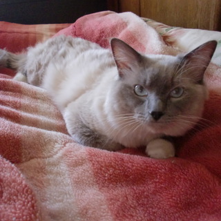 ラグドール　甘えん坊です。