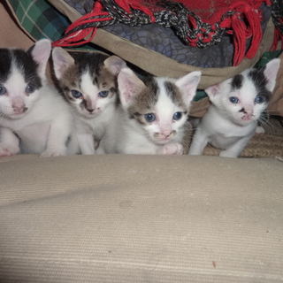 子猫2匹貰ってください