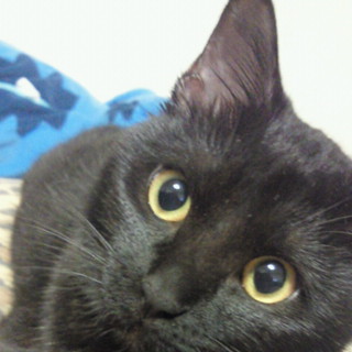 里親が決まりました。