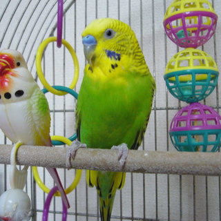 里親さま見つかりました！ありがとうございました！！！