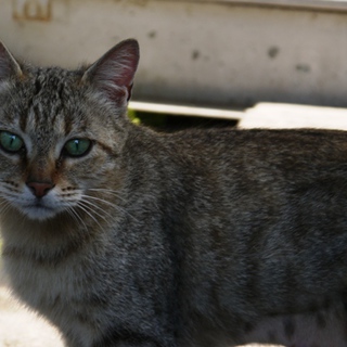 キジトラ猫（メス）/１歳くらい/岡山市