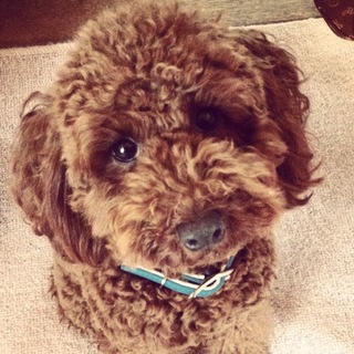 元気なトイプードル♂里親募集中！