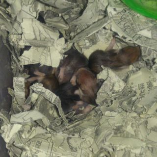 ゴールデンハムスターの里親募集（複数可）