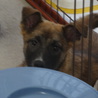 元気な女の子　里親募集中 サムネイル4