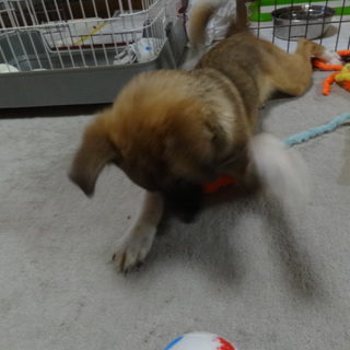 元気な女の子　里親募集中