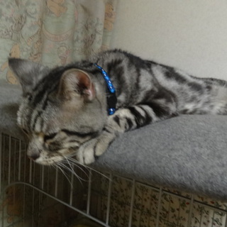 推定４歳ぐらいの成猫、家族募集中