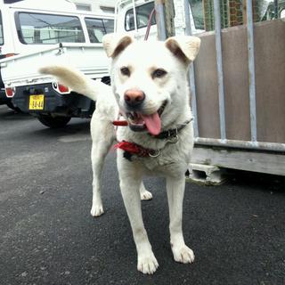 保護犬の里親募集