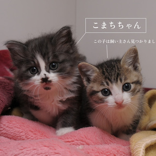 【譲渡対象地域:中国・近畿・東海・関東】保護猫こまちちゃん飼い主さん募集！