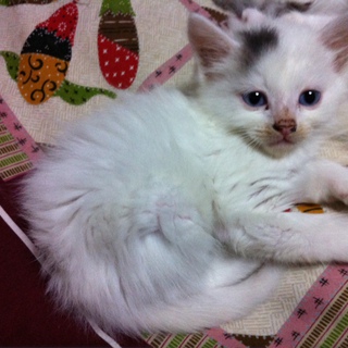 ふわふわ猫ちゃん♂