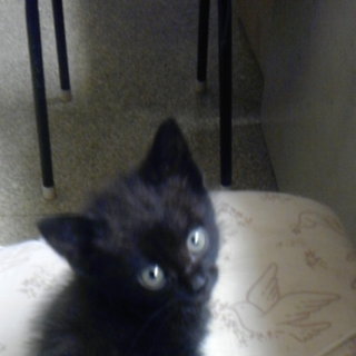 里親様決まりました。