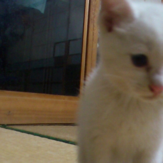 家族になっていただける方