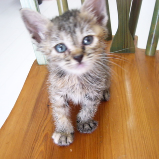 キジトラです。お願いします。