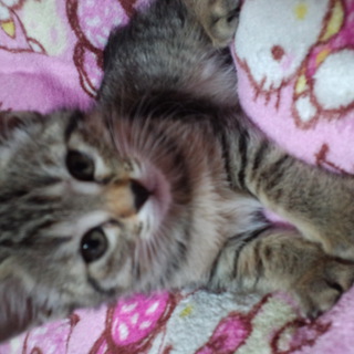 里親さん決まりました