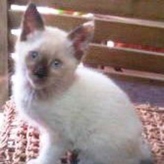 屋根裏の仔猫ちゃん