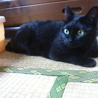 【急募】成猫♂♀　人懐っこい３才