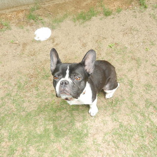 フレンチブル・パイド・里親募集