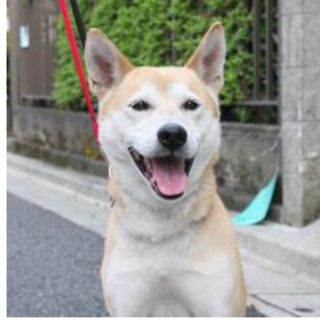 甘えん坊　ななお