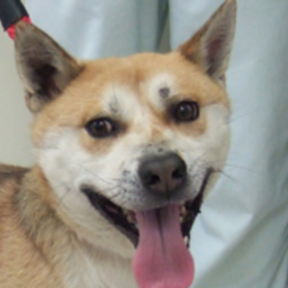 幸ちゃん～ただいまトライアル中～