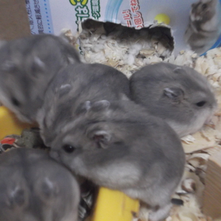 可愛がってくださる方にお譲りします。