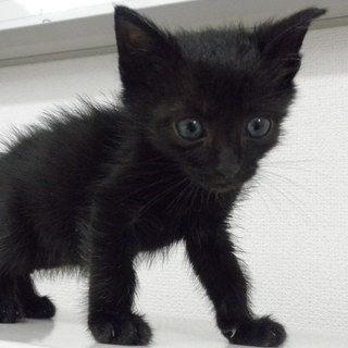 里親様ありがとうございました。