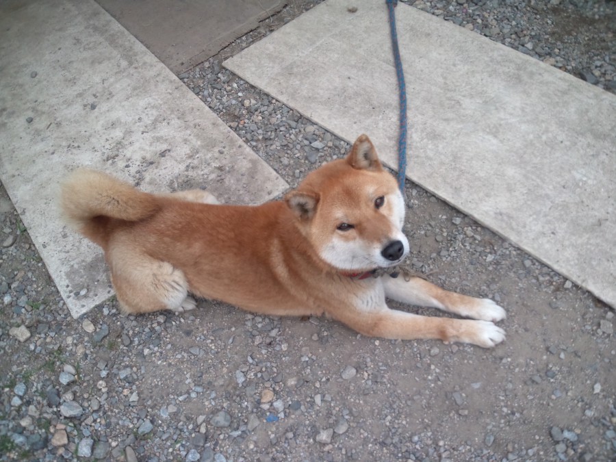 家族の一員に迎えてくださる方募集します サムネイル2