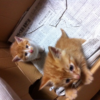 茶色くてかわいい仔猫の里親さん募集！