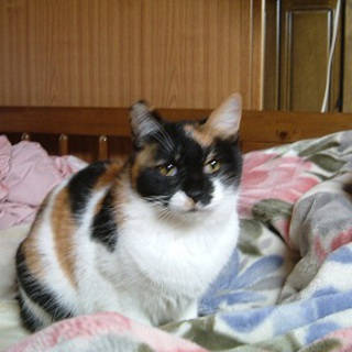 至急！三毛猫です