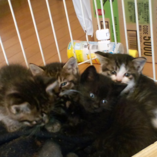 助けてください