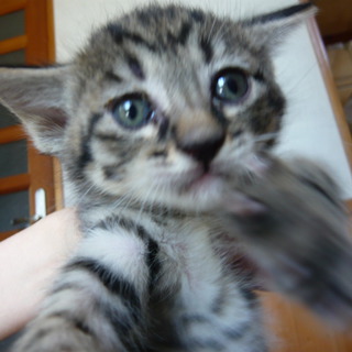 三兄弟里親募集中