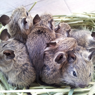 デグー　（ノーマル）　オスメス　里親募集☆