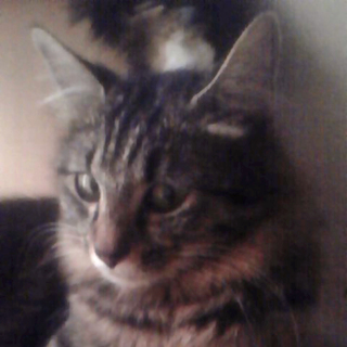 里親様を募集いたします！