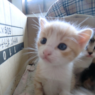 5/13に生まれました　（♂1匹）