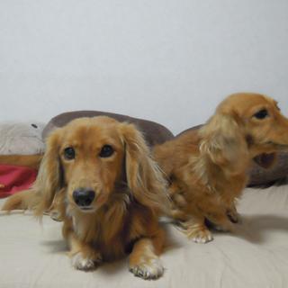 器量よし忠実なミニチュアダックス