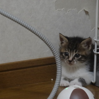 活発な女の子の里親募集中