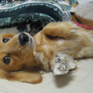 げんきんな甘えん坊