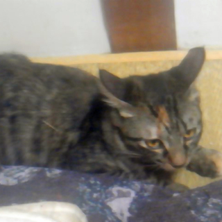 里親様を募集いたします！