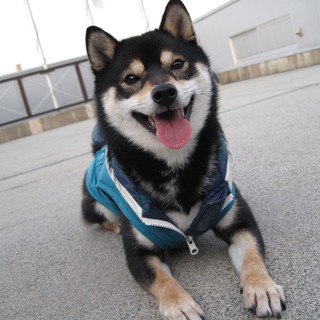 4歳の豆柴です。　里親募集します。